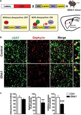 Striatal Synapse Degeneration and Dysfunction Are Reversed by Reactivation of Wnt Signaling